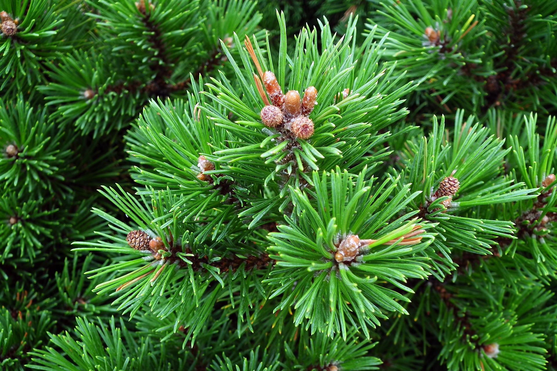 Лапка сосны. Сосна Горная Мугус шишки. Pinus mugo шишки. Сосна Горная Монтана. Сосна Горная Pinus mugo turra.