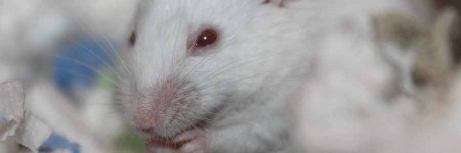 Redewendung Weiße Mäuse sehen