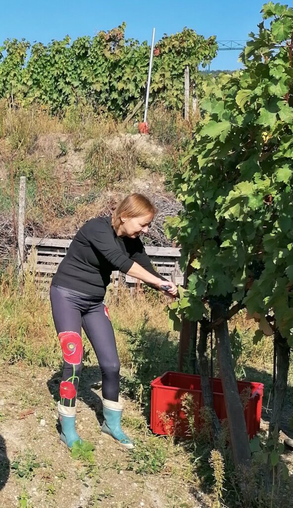 Lubica Virsíková bei der Arbeit in den Weinbergen.