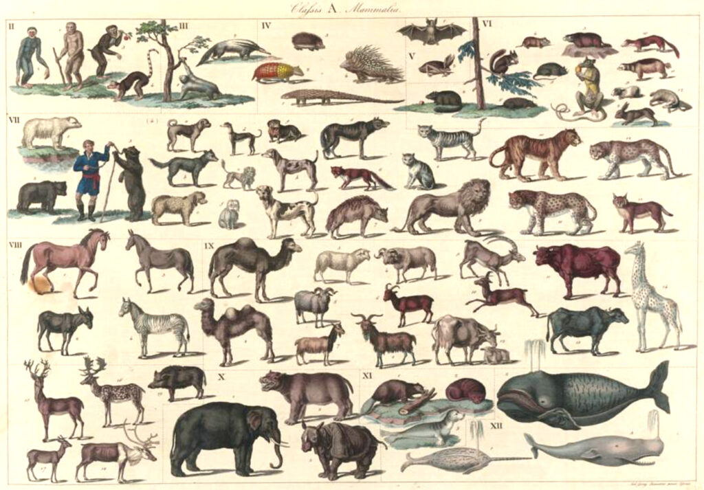 Zeichnungen aus den "Naturhistorischen Tafeln"