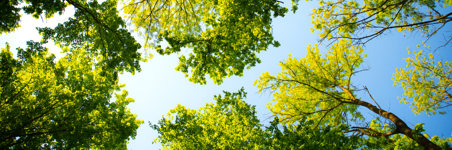 Bäume und Himmel